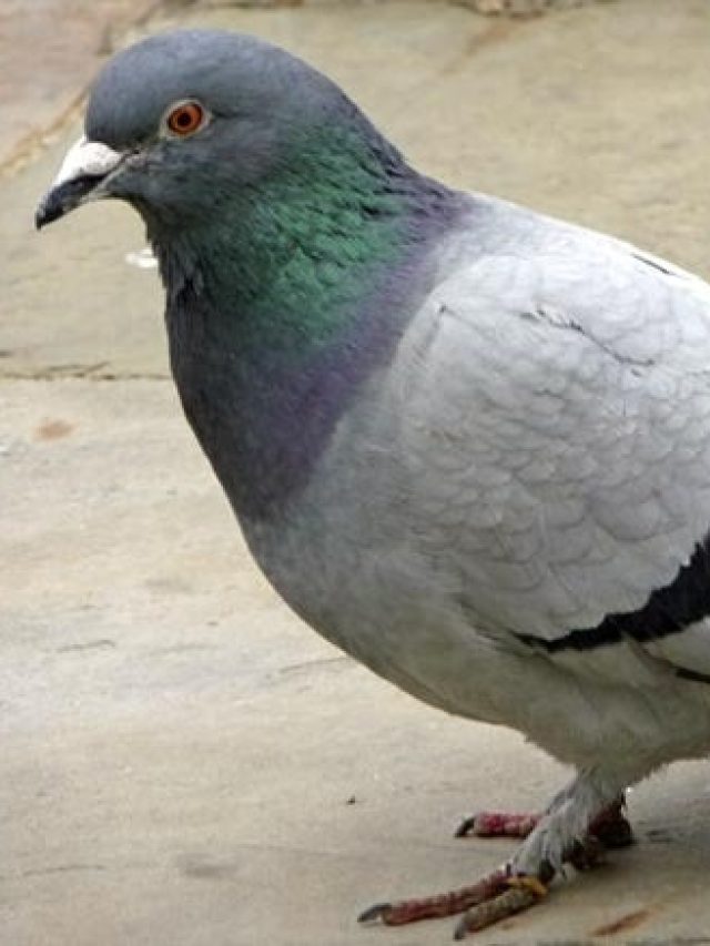 ঘরের কার্নিশে পায়রা বসা শুভ না অশুভ, কিসের ইঙ্গিত, জানুন