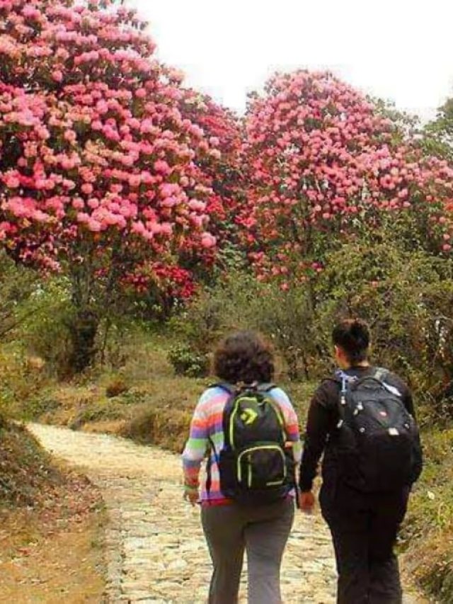 পড়ন্ত শীতে এভাবে বদলে যায় সিকিম, কেন রং বদলায় এই পাহাড়ি রাজ্য?