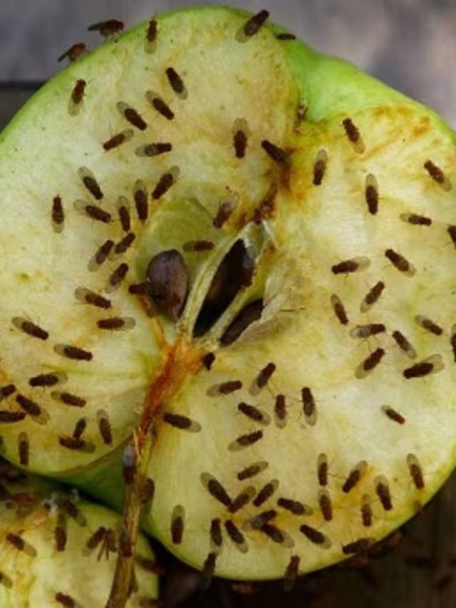 ফল রাখলেই ঘিরে ধরে মাছি? এই ঘরোয়া উপায়েই হবে সমাধান