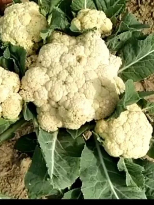 ফুলকপির যমজ ভাই কাকে বলে? বলতে পারবেন কি