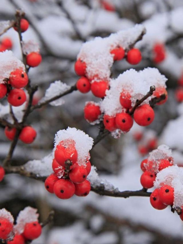 बढ़ती ठंड और शीतलहर में किन फसलों को होता फायदा और किसे होता है नुकसान?