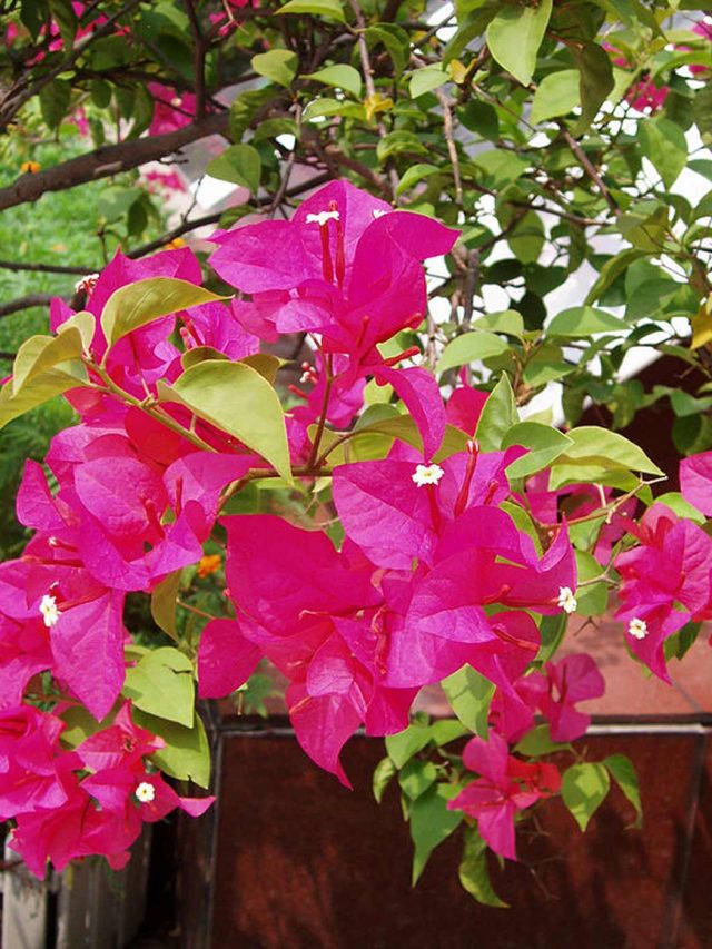 সব বাড়িতে এই ৫টি গাছ থাকা শুভ, দারুণ উপকারও!