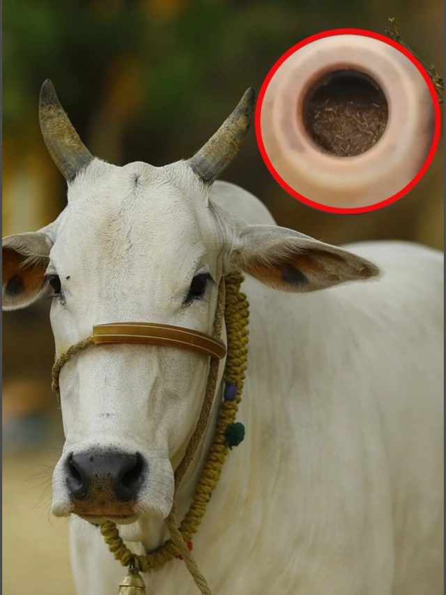 गाय के पेट में क्यों कर देते हैं ये बड़ा सा छेद, क्या होता है इसका काम?