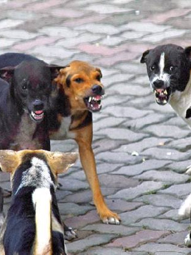 কুকুর কামড়াতে পারে, এই ৬ লক্ষণে বুঝুন; জলাতঙ্ক থেকে বাঁচবেন