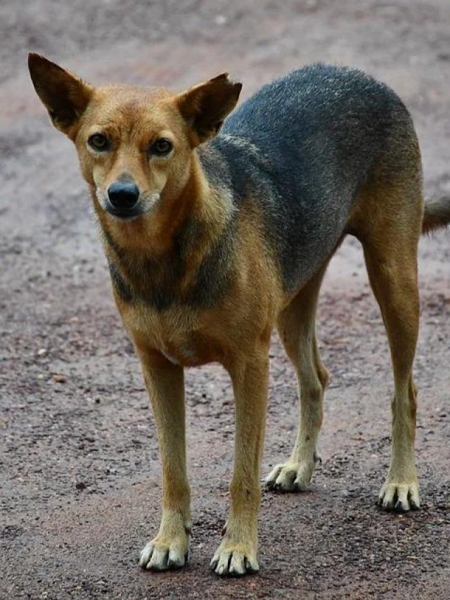 কুকুরকে খাবার খাওয়ালে কী হয়? জানুন বাস্তু মত...