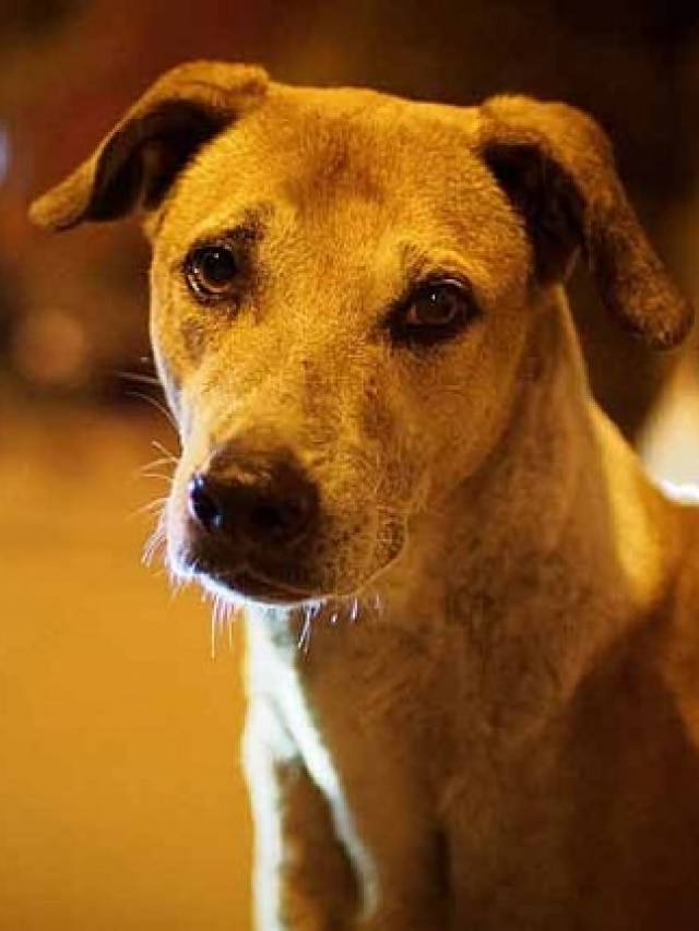 কুকুর কামড়ালেই জলাতঙ্ক, আগেভাগে বুঝে কামড় থেকে বাঁচুন