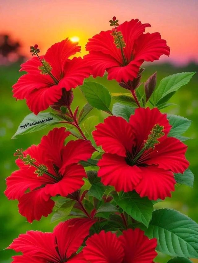 गुड़हल के पौधे में डालें घर की बनी ये खाद, जानें बनाने का तरीका