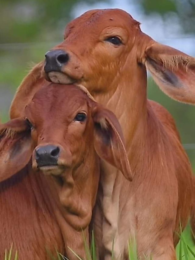 ठंड में पशुओं का रखें खास ख्याल, अपनाएं ये 5 आसान तरीके