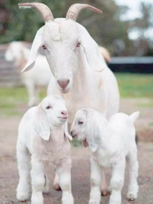 शुरू करना है बकरी पालन? तो चुने सही नस्ल, ये है बेहतर विकल्प