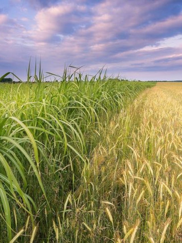 समय से पहले कम हो रही ठंड! इन फसलों को हो सकता है नुकसान
