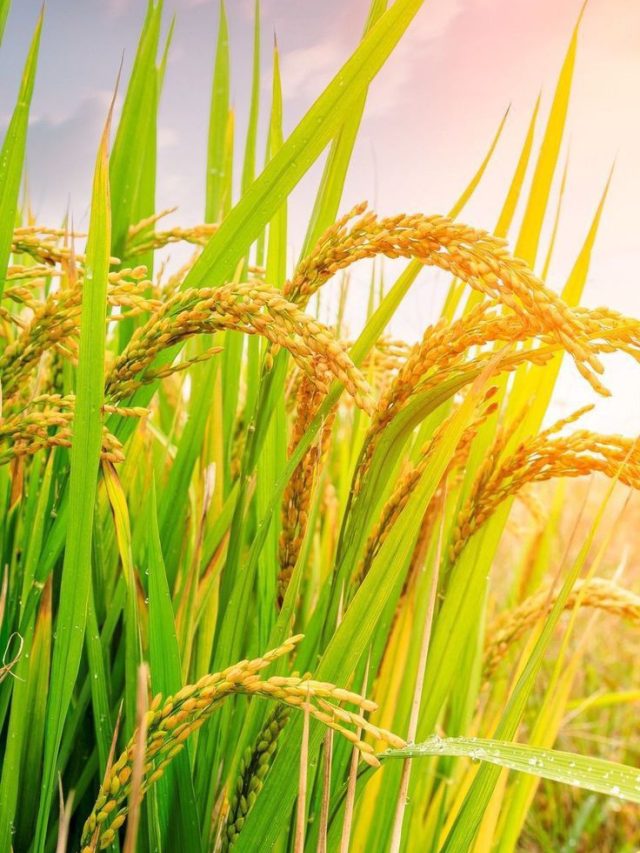 जनवरी में करनी है गेहूं की सिंचाई? तो इन बातों का रखें ख्याल