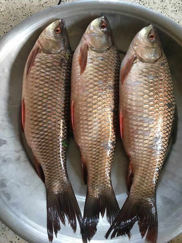 মাছের এই অংশ সবচেয়ে উপকারী! অনেকেই খান না, আপনি ফেলেন না তো?