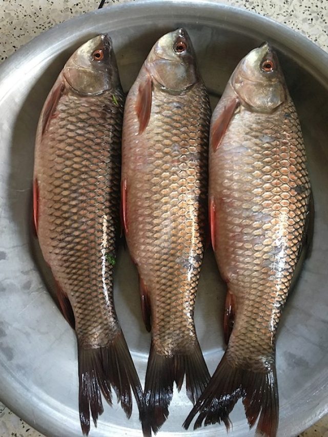 মাছ খুব প্রিয়? খাওয়ার সময় এসব ভুল করলেই বিপদ