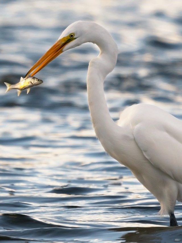 বক পাখির এই গুণ আয়ত্ব করলেই সাফল্য নিশ্চিত: চাণক্য নীতি