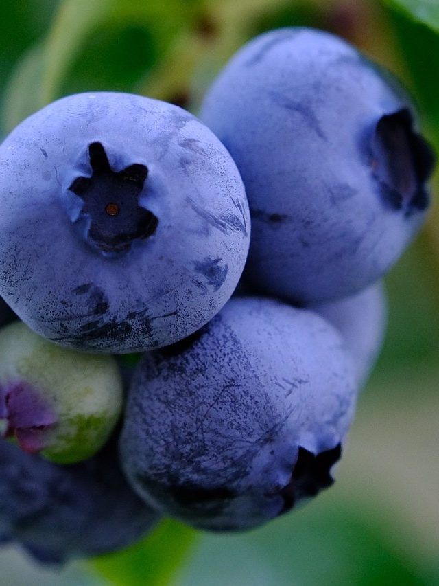 ১ মাস রোজ খান এই নীল ফল, বলিরেখা দূর হবে