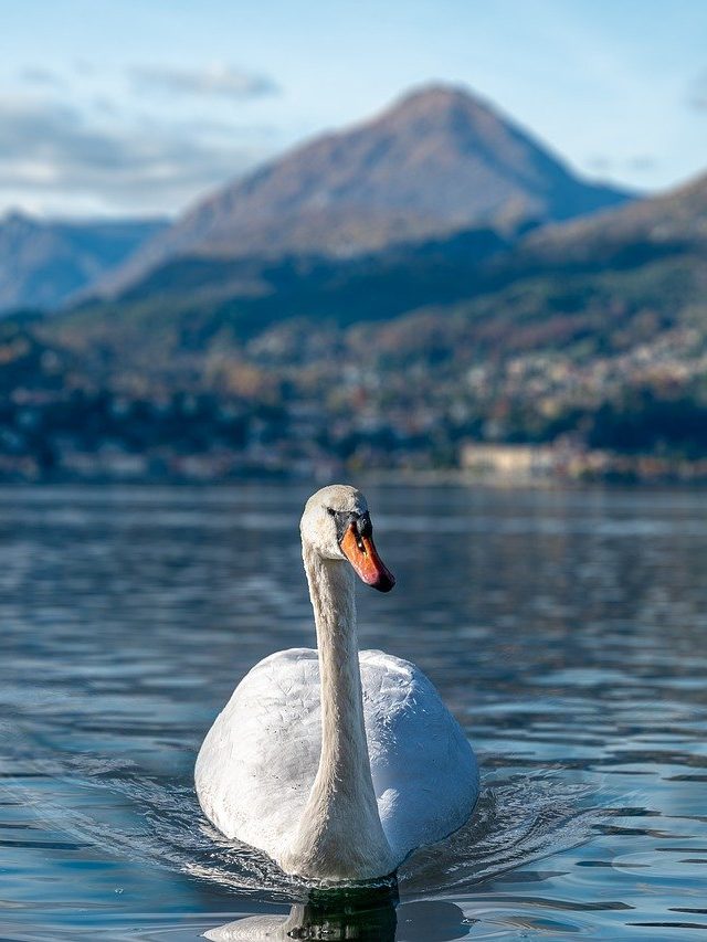 স্বপ্নে এই সাদা পাখি দেখা শুভ, রাজহাঁসের স্বপ্ন কীসের ইঙ্গিত?