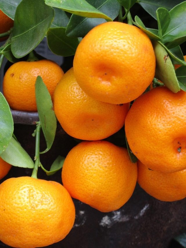 কমলালেবু দেখেই বলে দিন মিষ্টি কিনা, ফল দোকানির টেকনিক