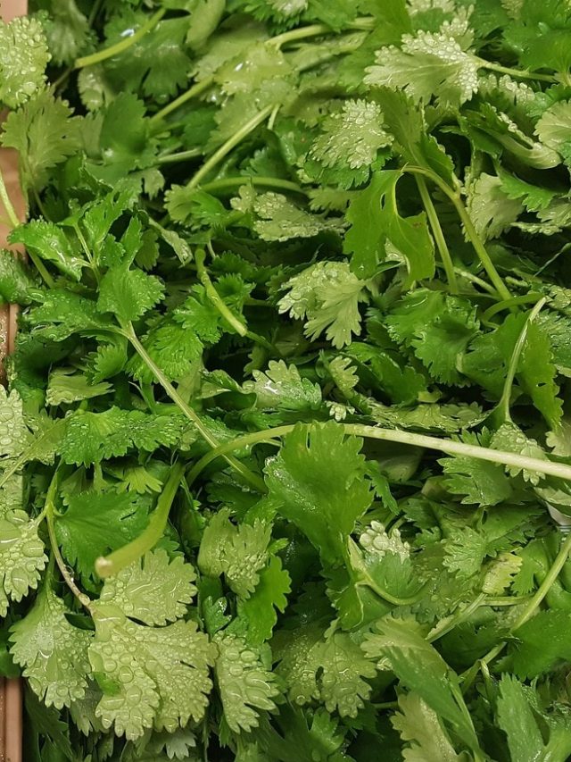 দীর্ঘ দিন তাজা থাকবে ধনেপাতা, সহজ ৪ উপায় জেনে রাখুন