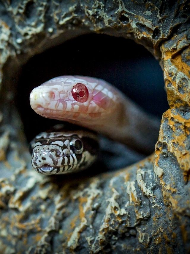 ঠান্ডায় কেন সাপ বের হয় না?  আসল কারণ জানলে চমকে যাবেন