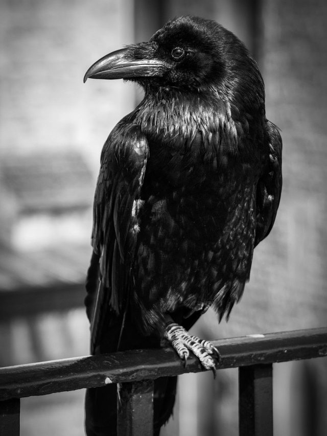 বাড়ির সামনে কা-কা করছে কাক, কীসের ইঙ্গিত? শুভ না অশুভ