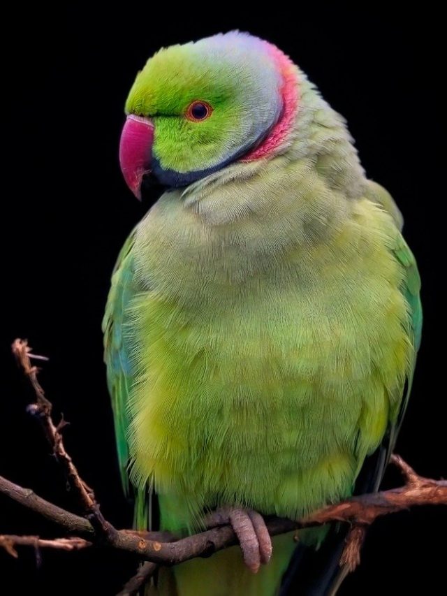 খাঁচায় টিয়া ময়না রাখলে এসব হয়, অনেকেই জানেন না