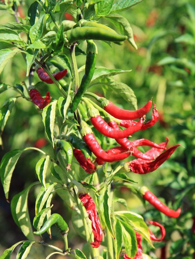 টবেই হবে কাঁড়ি কাঁড়ি লঙ্কা, এভাবে চাষ করলে খেয়ে ফুরোতে পারবেন না