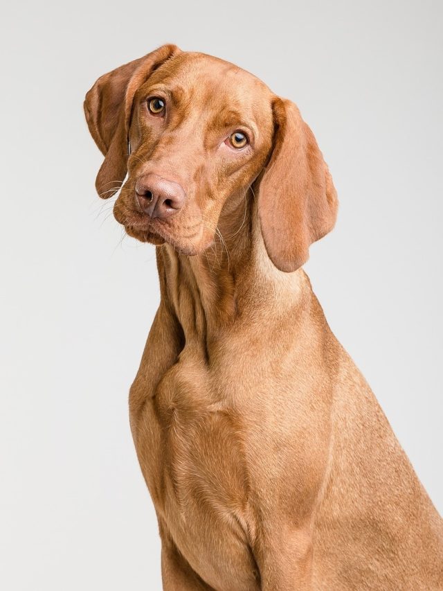 কুকুরের জন্য এই ৫ জিনিস বিষ, প্রিয় পৌষ্যকে ভুলেও খাওয়াবেন না