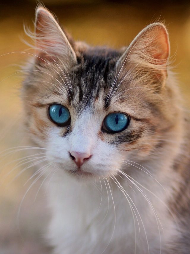 বাড়িতে যখন তখন বিড়াল আসছে, কীসের ইঙ্গিত জানেন?