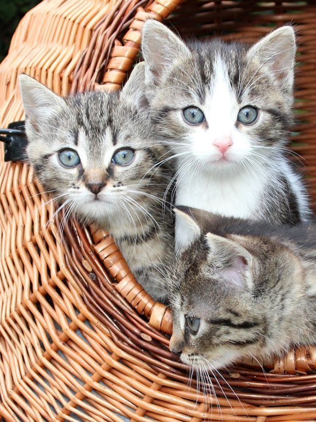 বাড়িতে বিড়ালের বাচ্চা হওয়াটা কীসের লক্ষণ জানুন