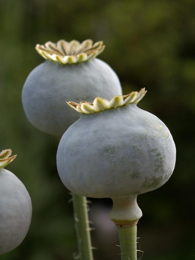 अमेरिका में भी है उत्तर प्रदेश के इस शहर की अफीम की डिमांड!