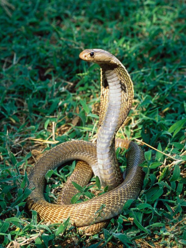 আশপাশে এই ৫ গাছ থাকলেই বাড়িতে সাপ ঢোকে