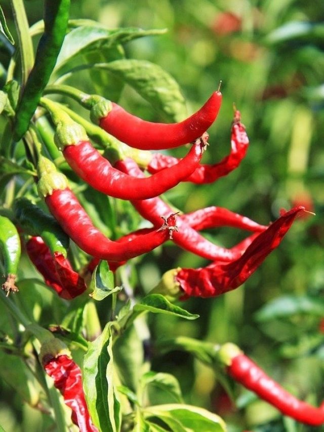 কাঁচা লঙ্কা গাছ বাড়ির কোন দিকে লাগাবেন? জানুন বাস্তু নিয়ম