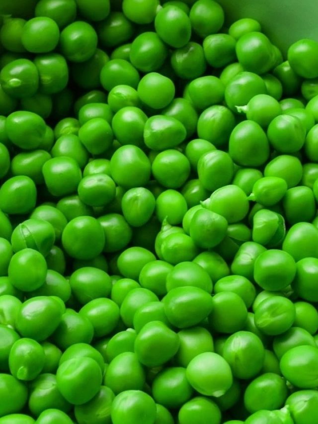 গরমেও খেতে পারবেন মটরশুঁটি, বছরখানেক স্টোরের টেকনিক শিখুন