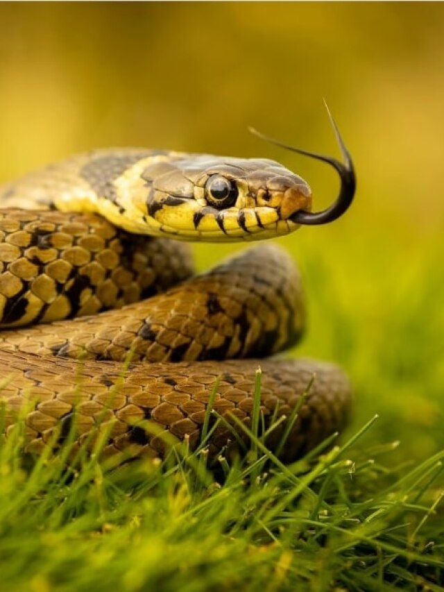 এই ৬ গন্ধ ভারী পছন্দ, পেলেই বাড়িতে ছুটে আসে সাপ