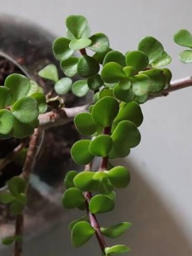 तुलसी और मनीप्लांट से ज्यादा लकी है ये पौधा, घर में रखते ही बढ़ने लगेगा बैंक-बैलेंस