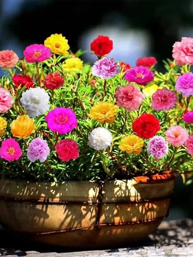 ফেব্রুয়ারিতে এই গাছগুলি লাগান, গোটা গরমকাল ফুল পাবেন