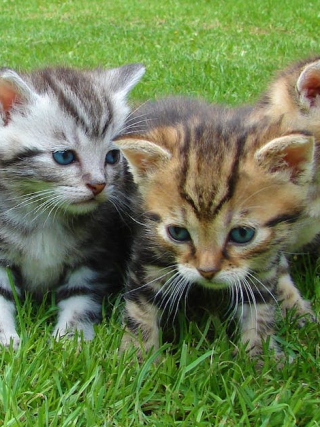 বাড়িতে বিড়াল ছানা হলে এসব হয়, অনেকেই জানেন না