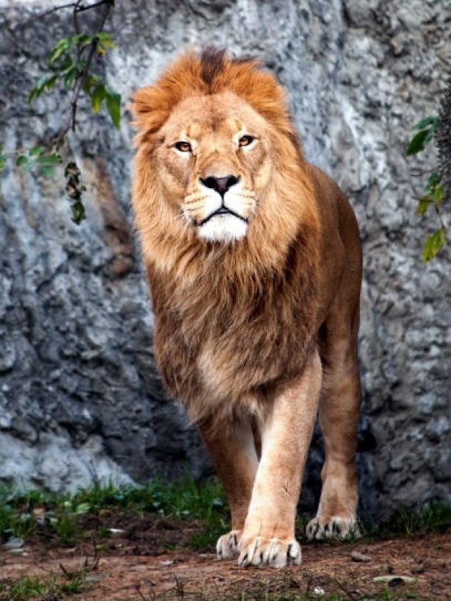 जीवन सफल कर देगा शेर का ये खास गुण, हर काम में होगी तरक्की