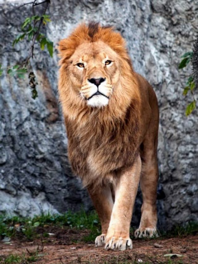 সিংহের এই গুণ রপ্ত করলেই আপনি সফল হবেন, বলেছেন চাণক্য