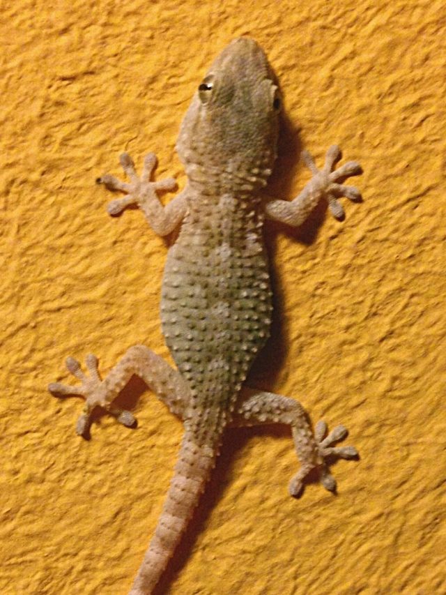 বাড়ির কোথায় টিকটিকি থাকলে কী হয়? জানুন শুভ-অশুভ কোনটা