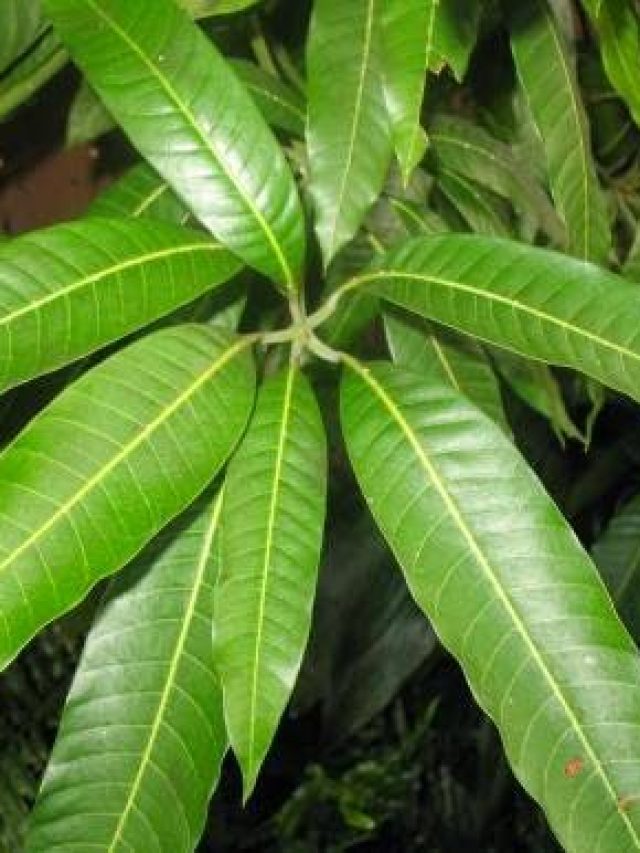 ডায়াবেটিস থেকে ত্বক, জানুন এই পাতার আশ্চর্যজনক গুণ