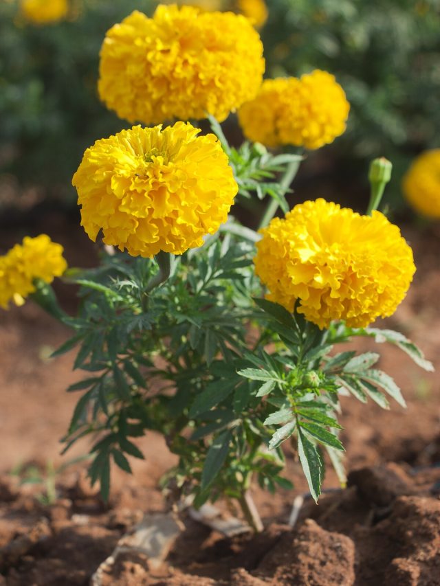 হলদে গাঁদায় ভরে যাবে গাছ, একদম ছোট্ট টিপস, টাকাও খরচ হবে না