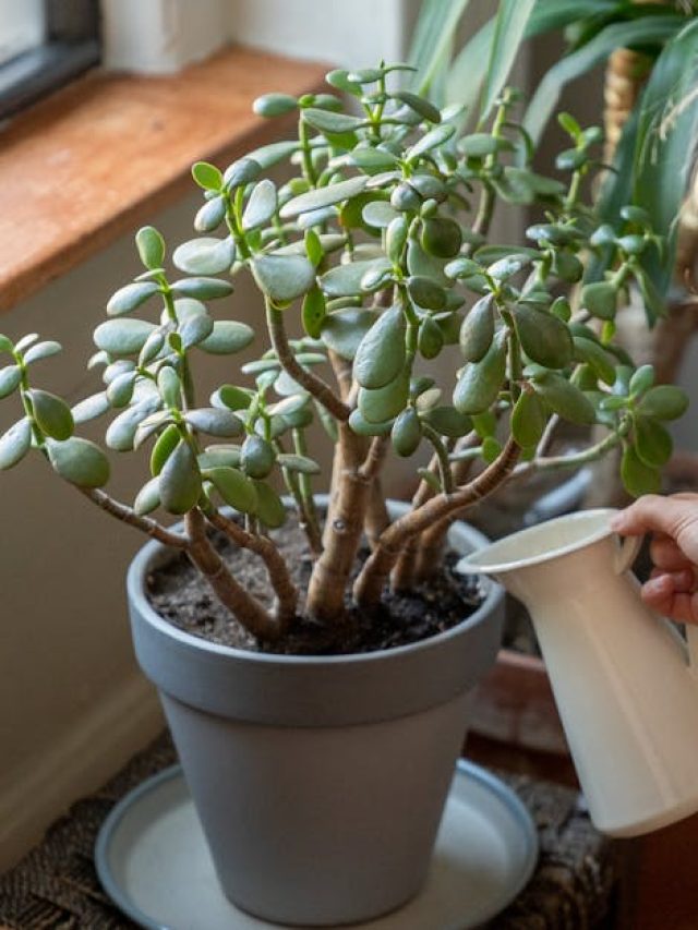 মানি প্ল্যান্টের চেয়েও দ্রুত টাকা টানে, বড়লোক হওয়ার চাবিকাঠি এই গাছ