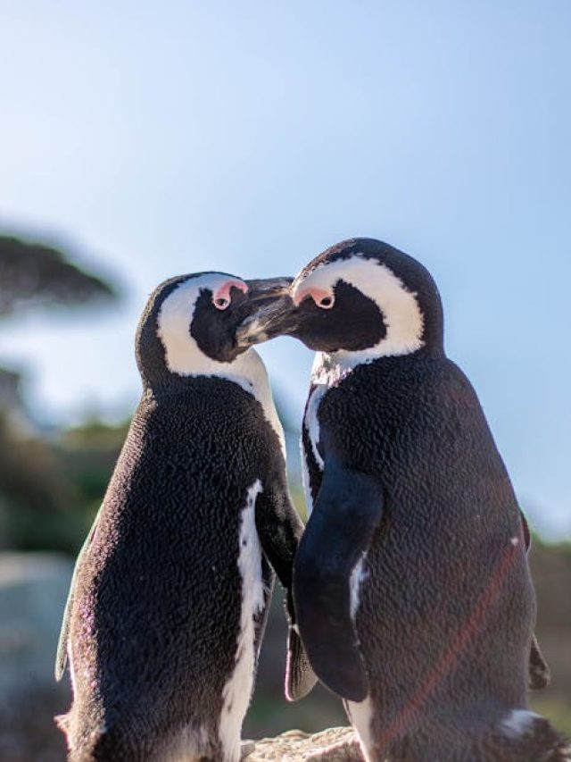 'Penguins divorce too': Study finds heartbreak and drama in Australian island's colonies