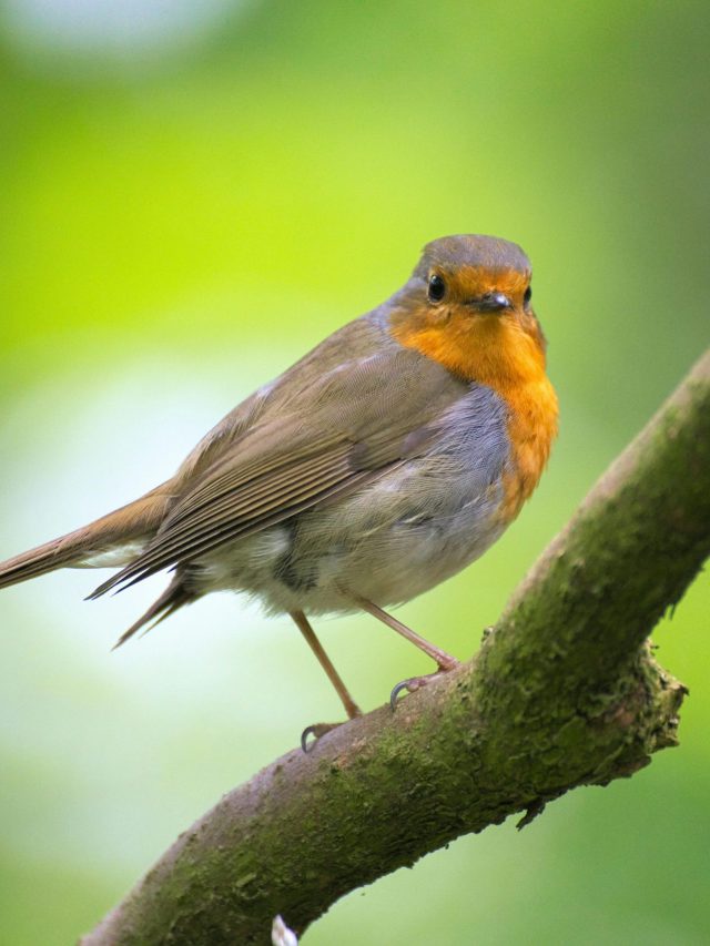 पक्षी बहरे भी नहीं होते हैं... तो फिर उनके कान कहां होते हैं?