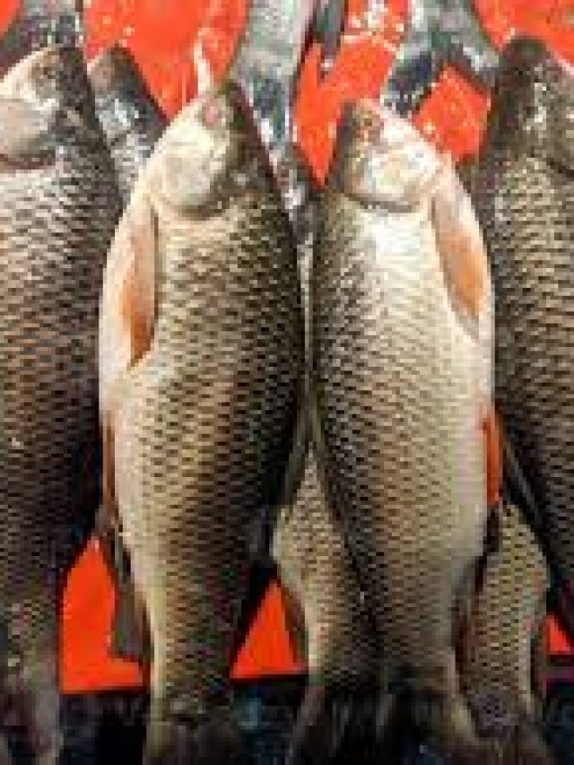 বিয়েবাড়ির পাকা পোনা, জানেন কতটা ওজনের সেই মাছ?