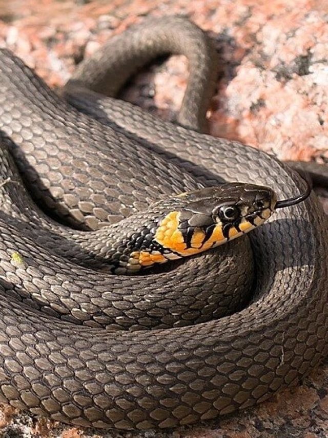 ঘরের ভিতর সাপ লুকিয়ে আছে, কীভাবে জানবেন?