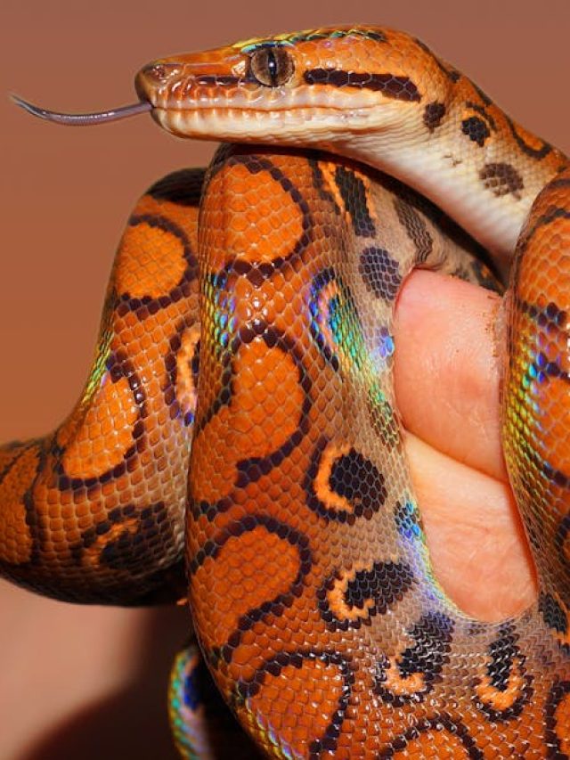 বাড়িতে পোষ মানিয়ে রাখা যায় এই ৭ সাপকে, একদম নির্বিষ