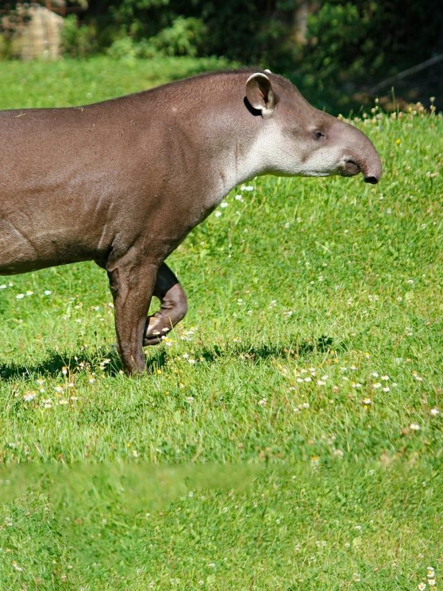 'Missing since 100 years': A ‘vanished’ species just walked out of extinction!