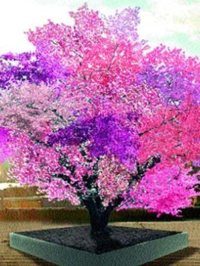 এক গাছেই ধরে ৪০ রকমের ফল, নাম কী-কোথায় গেলে দেখতে পাবেন?